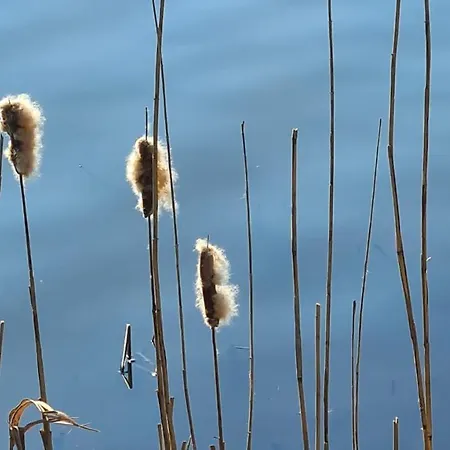 Am Steinhuder App Suite-la Fleur-mit Pantry Kueche, Luftreinigungssystem, Garten, Wlan * Steinhude
